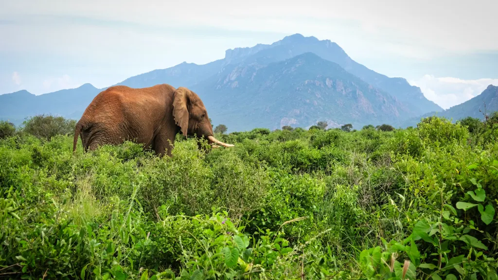 Tsavo National Park: East vs. West — Which to Choose?