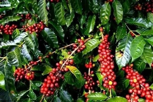 Coffee Tours - Safari experience showcasing A Unique Safari Experience in East Africa