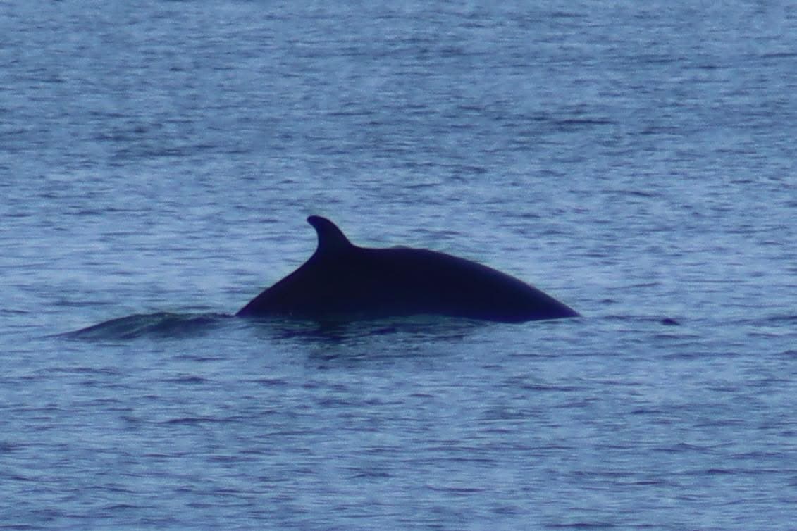 Dolphin Watching - Safari experience showcasing A Safari on the Open Sea in East Africa