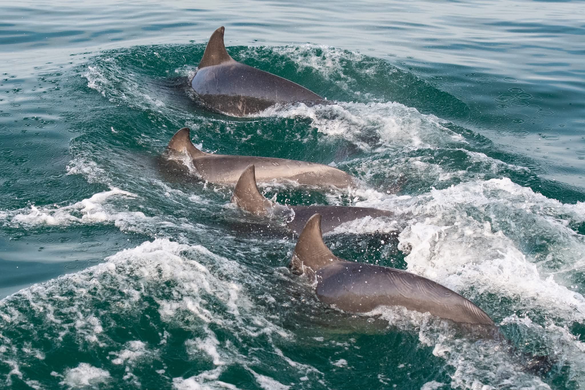 Dolphin Watching