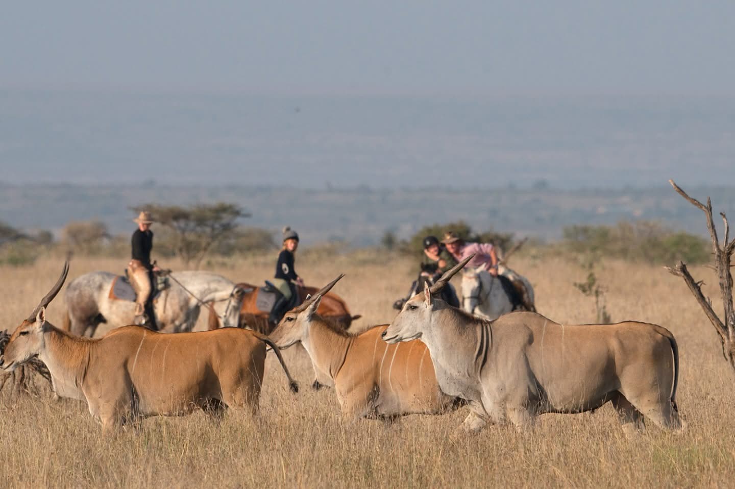Horse Riding Safaris - Safari experience showcasing A Thrilling Safari on Horseback in East Africa