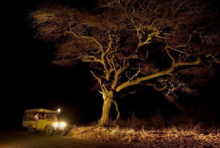 Night Game Drives - Safari experience showcasing A Nocturnal Safari Adventure in East Africa