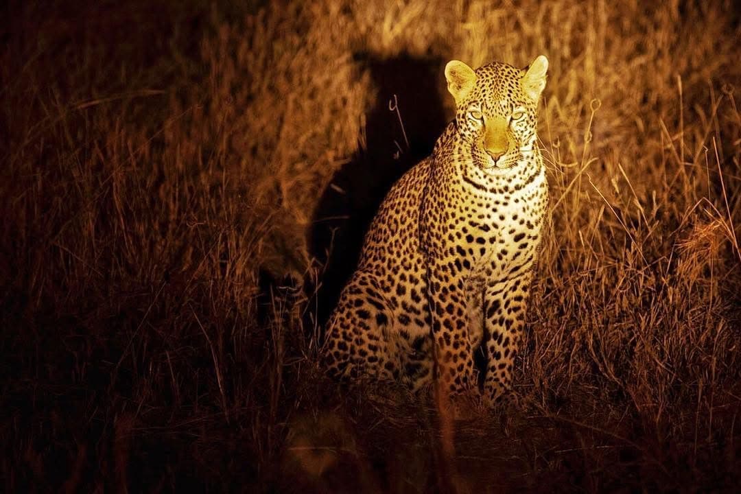 Night Game Drives - Safari experience showcasing A Nocturnal Safari Adventure in East Africa