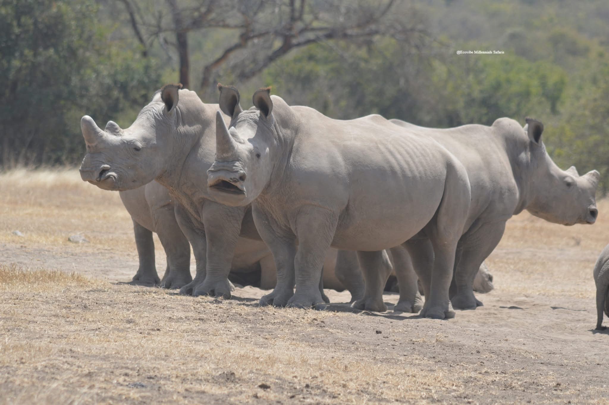 Rhino Tracking