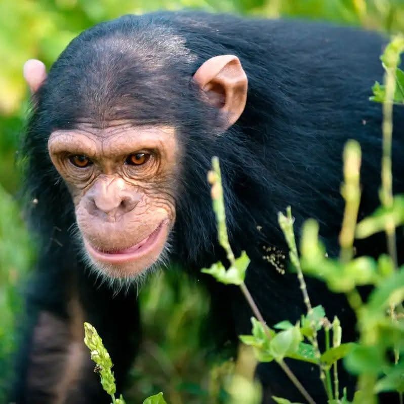 6 Days / 5 Nights Uganda Primate Safari: The Gorilla Trekking Experience