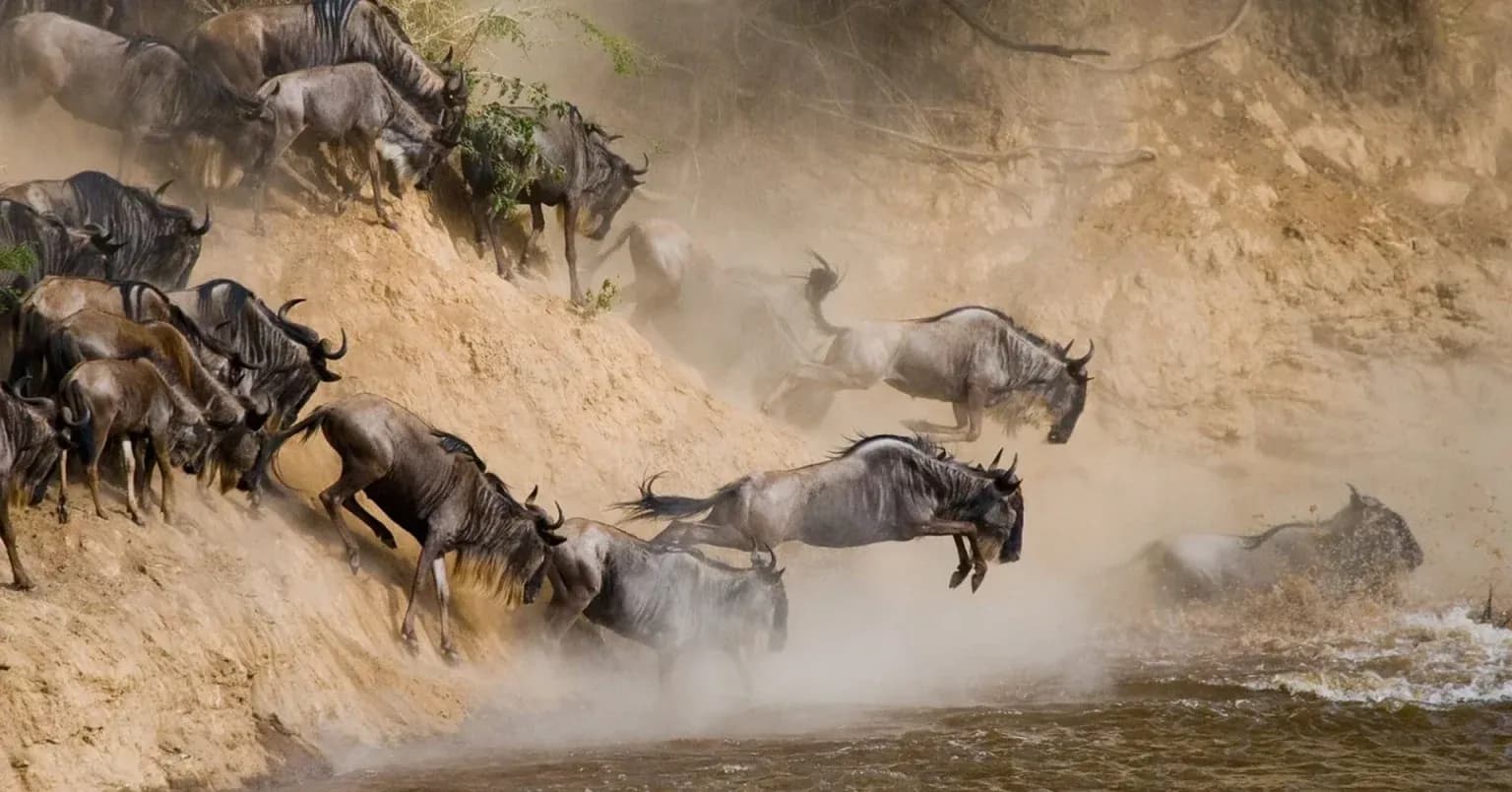 Tanzania Safari Holidays from UK — The Complete 2026 Guide | Out2Safari