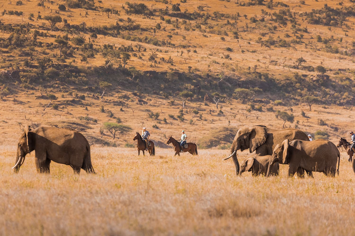 Elephants and horseback riders on safari in the East African savannah