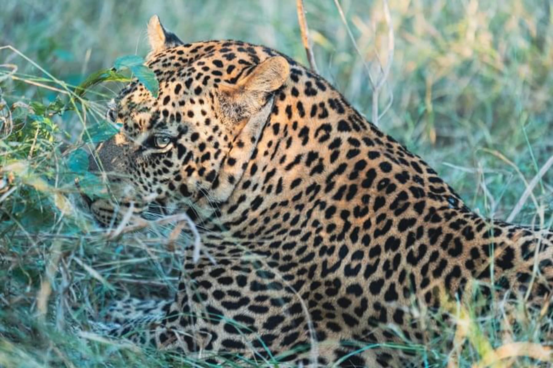 11 Days / 10 Nights Tanzania-Kenya Great Migration Luxury Safari - Tanzania safari package featuring luxury accommodations and wildlife viewing