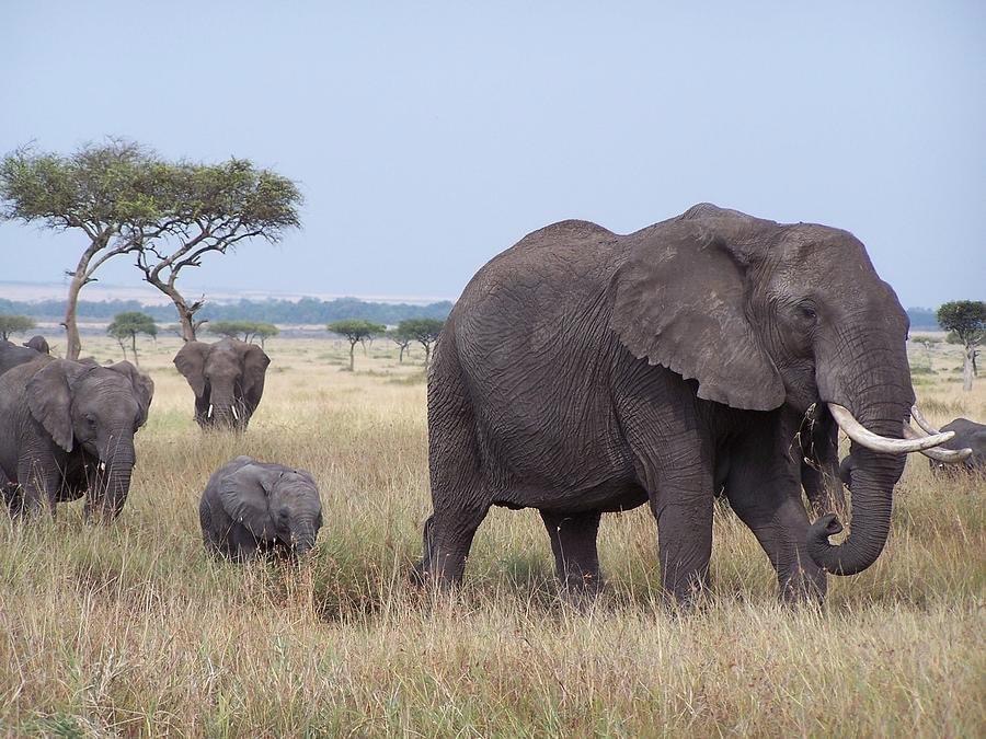 Bush and Beach Luxury Adventure Through Kenya and Tanzania. 11 Days/10 Nights - Tanzania safari package featuring luxury accommodations and wildlife viewing