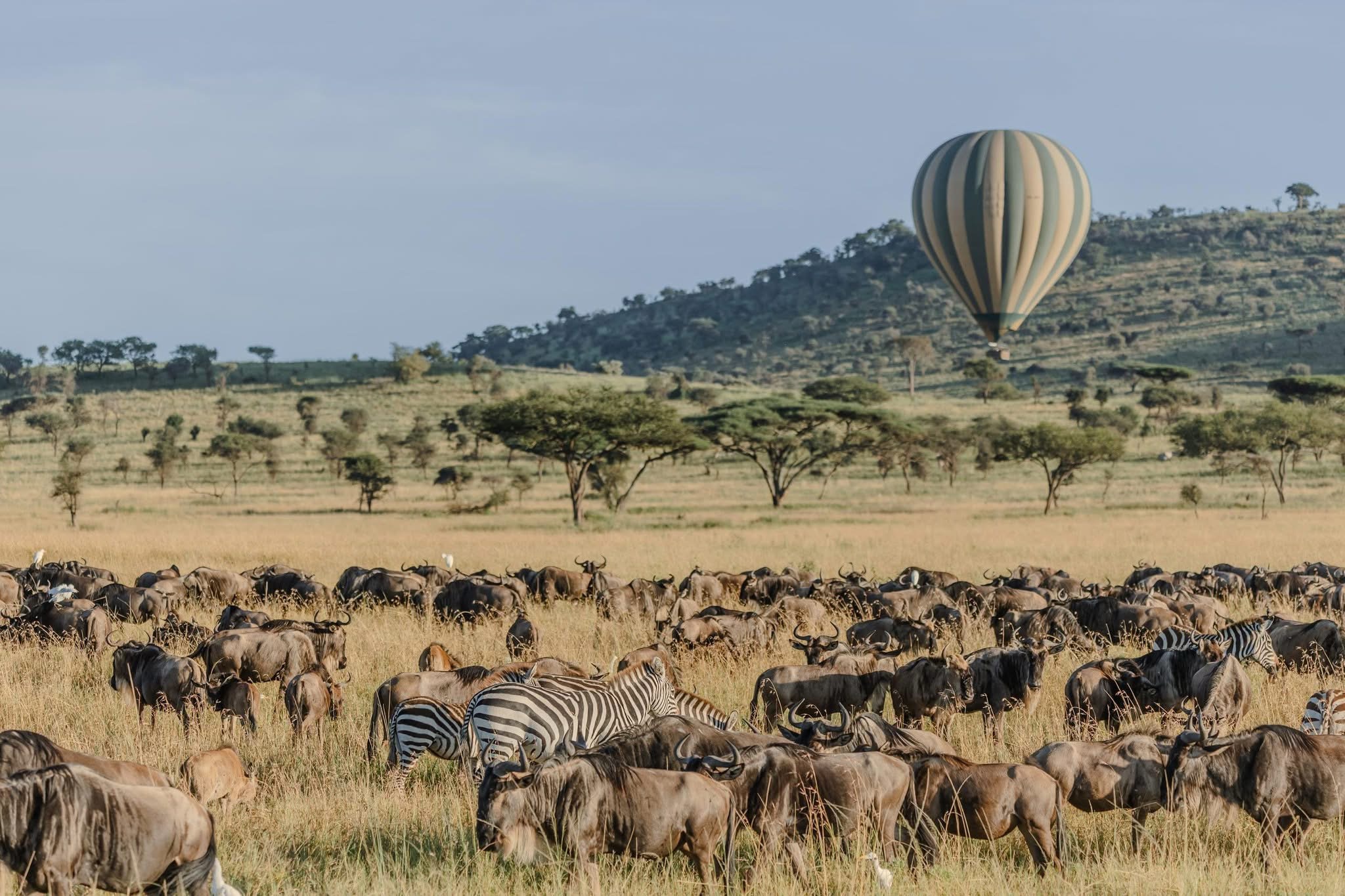 10 Days / 9 Nights Tanzania Luxury Safari - Tanzania safari package featuring luxury accommodations and wildlife viewing