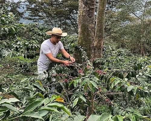 Coffee Tours