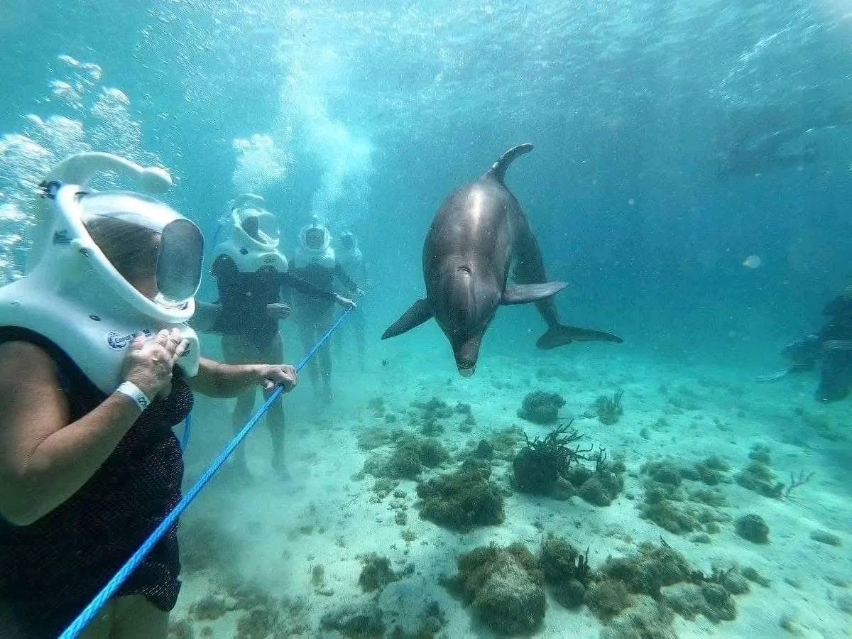 Dolphin Watching - Safari experience showcasing A Safari on the Open Sea in East Africa