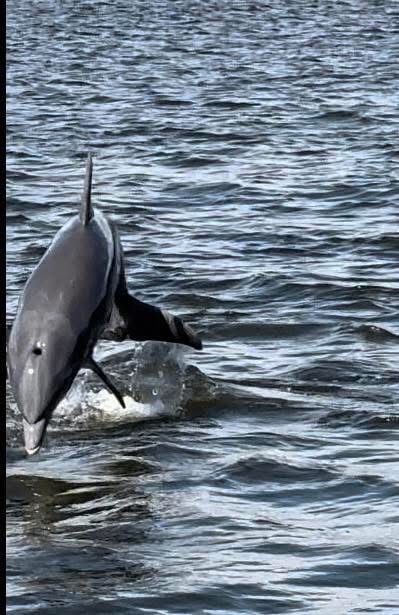 Dolphin Watching - Safari experience showcasing A Safari on the Open Sea in East Africa