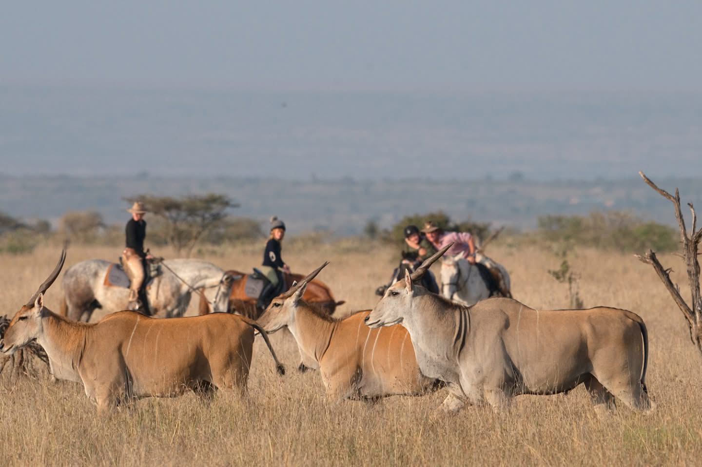 Horse Riding Safaris - Safari experience showcasing A Thrilling Safari on Horseback in East Africa